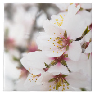 Mandelblüte Fliese