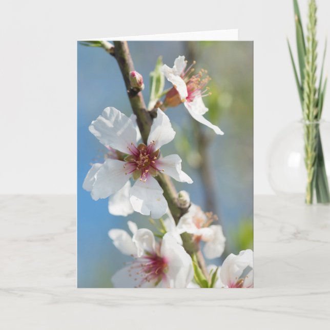 Mandelblüte Karte (Vorderseite)