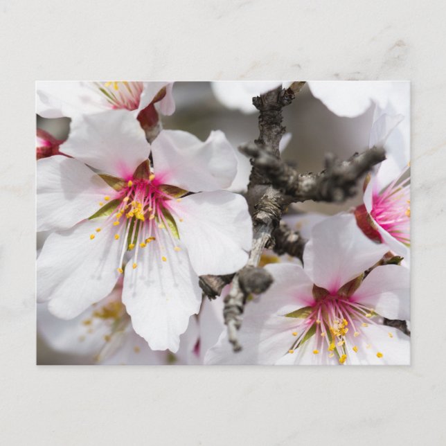 Mandelblüte Postkarte (Vorderseite)