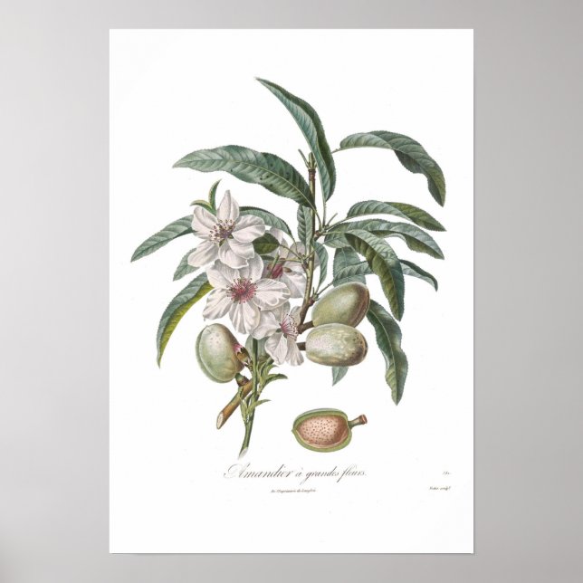 Mandeln, Amandier a grandes fleurs Poster (Vorne)