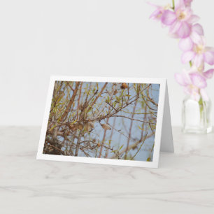 Mandeln in Zweigstellen Karte