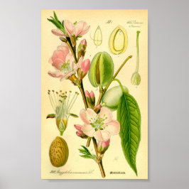 Mandeln (Prunus amygdalus) Poster