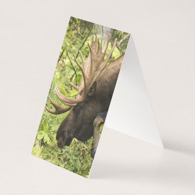 Mandering Moose (Rückseite)