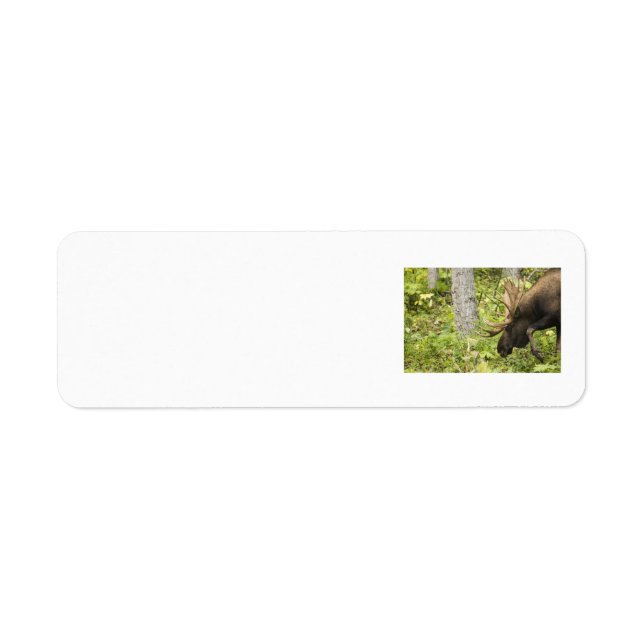 Mandering Moose (Vorne)