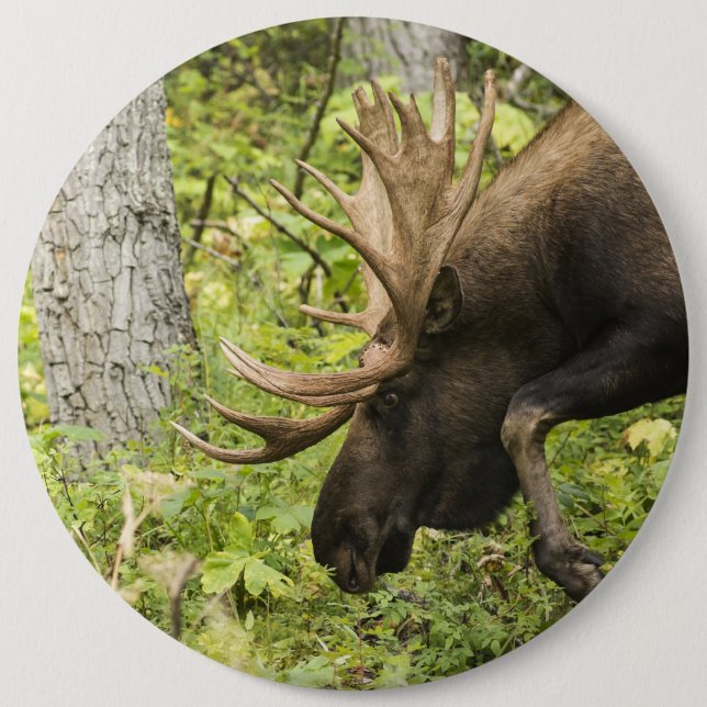 Mandering Moose Button (Vorderseite)