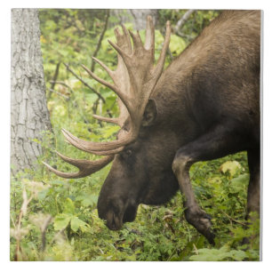 Mandering Moose Fliese