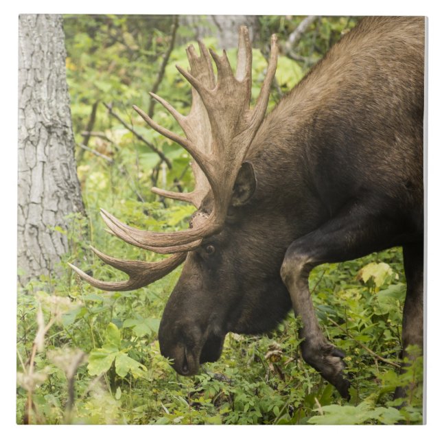 Mandering Moose Fliese (Vorderseite)