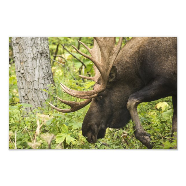 Mandering Moose Fotodruck (Vorne)