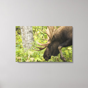 Mandering Moose Leinwanddruck