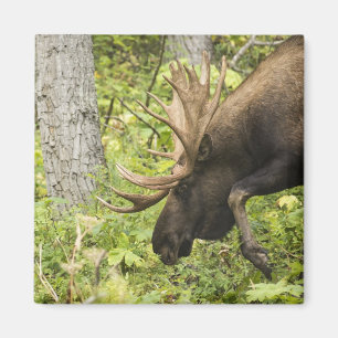 Mandering Moose Magnet