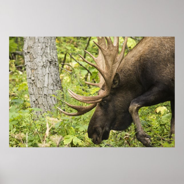 Mandering Moose Poster (Vorne)
