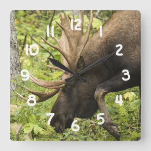 Mandering Moose Quadratische Wanduhr