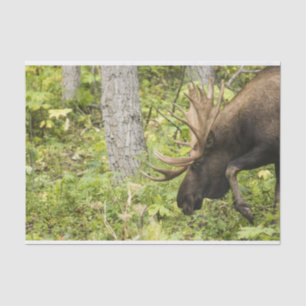 Mandering Moose Seidenpapier
