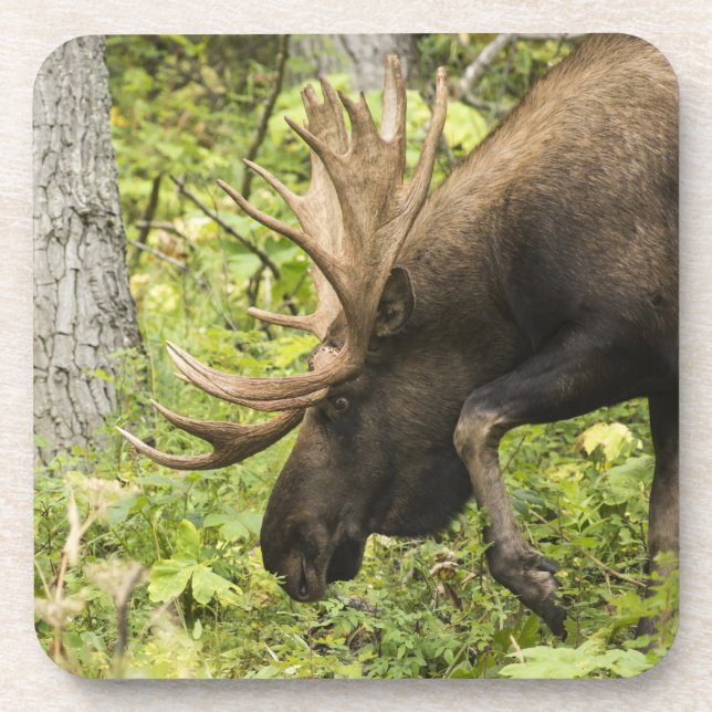 Mandering Moose Untersetzer (Vorderseite)