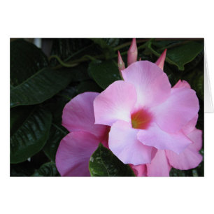 Mandevilla