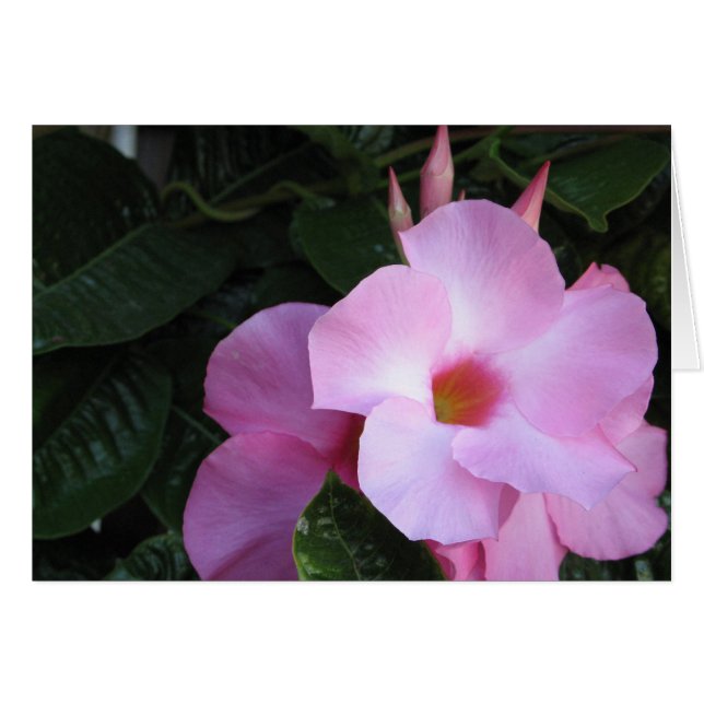 Mandevilla (Vorderseite (Horizontal))