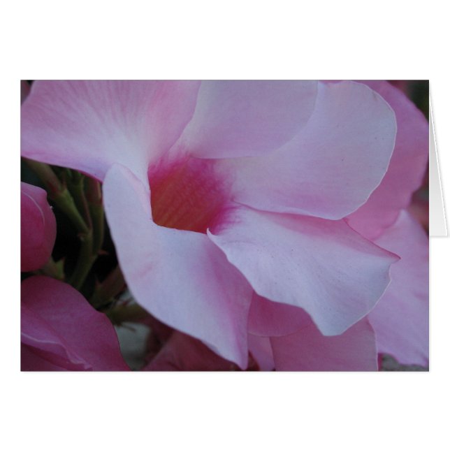 Mandevilla 2 (Vorderseite (Horizontal))