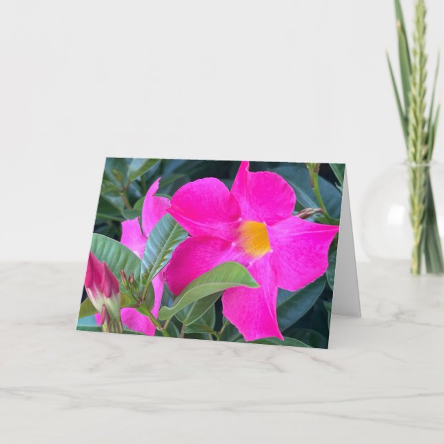 Mandevilla Blank Note Card Dankeskarte (Vorderseite)