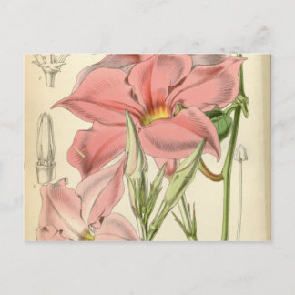 Mandevilla martiana postkarte