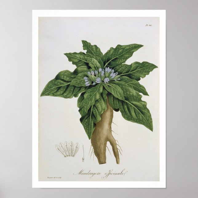Mandragora Officinarum von "Phytographie Medicale Poster (Vorne)