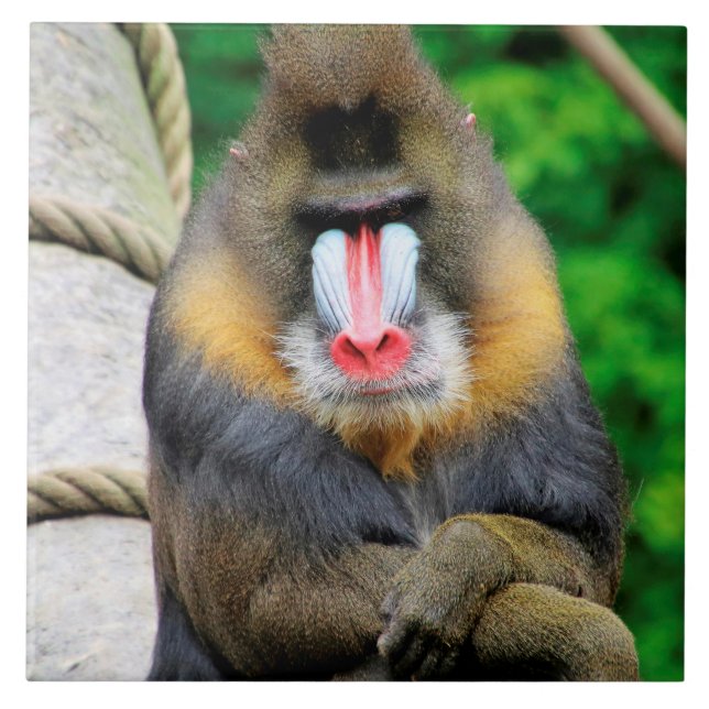 Mandrill 001 fliese (Vorderseite)