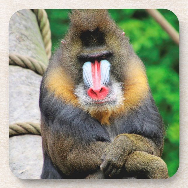 Mandrill 001 getränkeuntersetzer (Vorderseite)