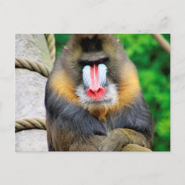 Mandrill 001 postkarte (Vorderseite)