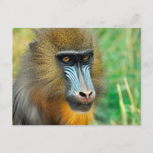 Mandrill 002 postkarte
