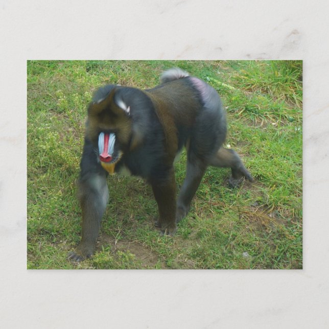 Mandrill #5 Postcard Postkarte (Vorderseite)