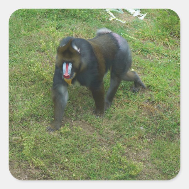 Mandrill #5 Stickers (Vorderseite)