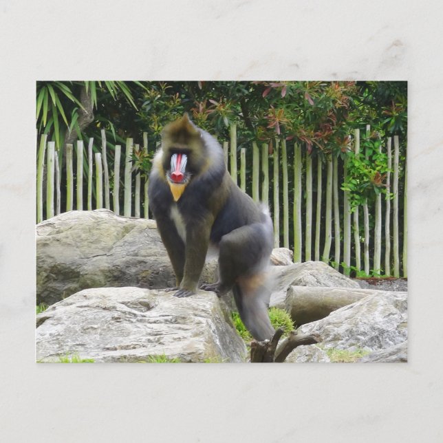 Mandrill #8 Postcard Postkarte (Vorderseite)