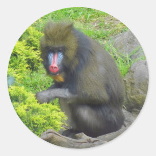 Mandrill #9 Stickers