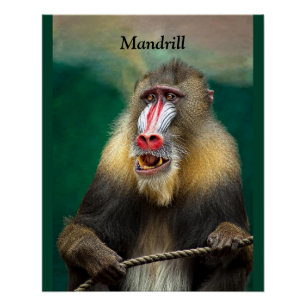 Mandrill, Afrikaner Poster