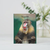 Mandrill, Afrikaner