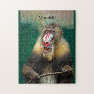 Mandrill, Afrikaner Puzzle
