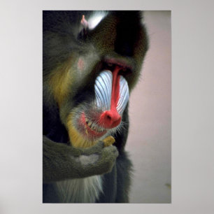 Mandrill Head Poster