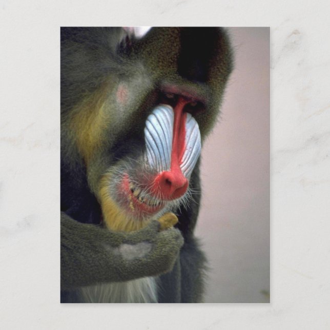 Mandrill Head Postkarte (Vorderseite)