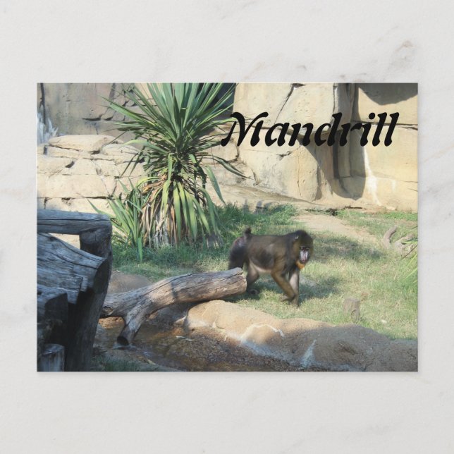 Mandrill Postkarte (Vorderseite)
