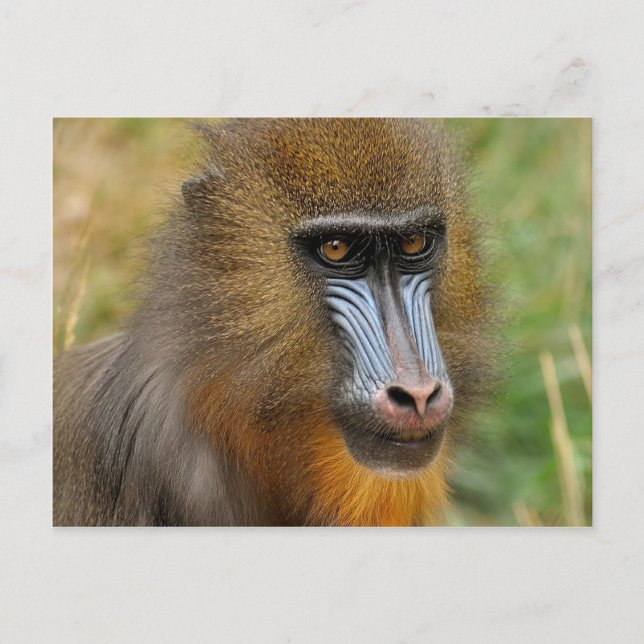 Mandrill Postkarte (Vorderseite)