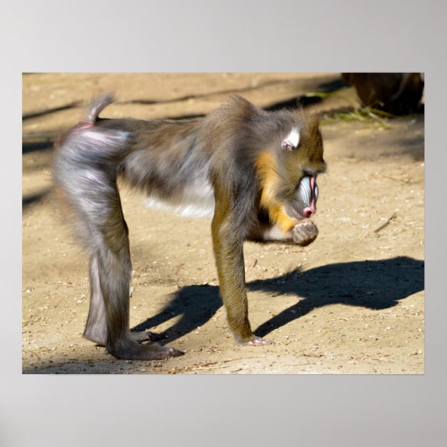 Mandrill stehend am Boden Poster (Vorne)