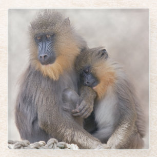 Mandrill und Young Glass Coaster Glasuntersetzer