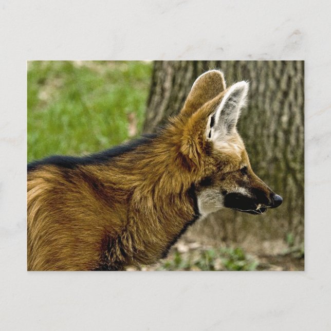 Maned Wolf 1529 Postcard Postkarte (Vorderseite)