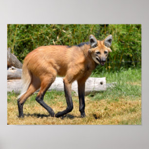 Maned Wolf auf Gras Poster