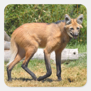 Maned Wolf auf Gras Quadratischer Aufkleber