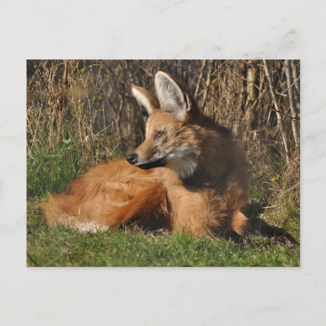Maned Wolf Foto Postkarte (Vorderseite)