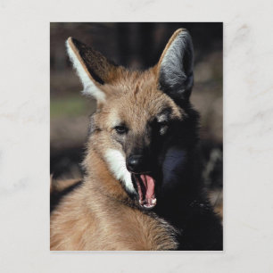Maned Wolf gähnend Postkarte