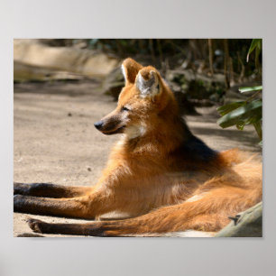 Maned Wolf liegt am Boden Poster