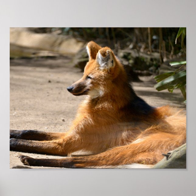 Maned Wolf liegt am Boden Poster (Vorne)