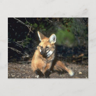 Maned Wolf liegt nieder Postkarte