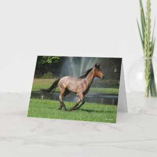 Mangalarga läuft vor dem Brunnen Karte